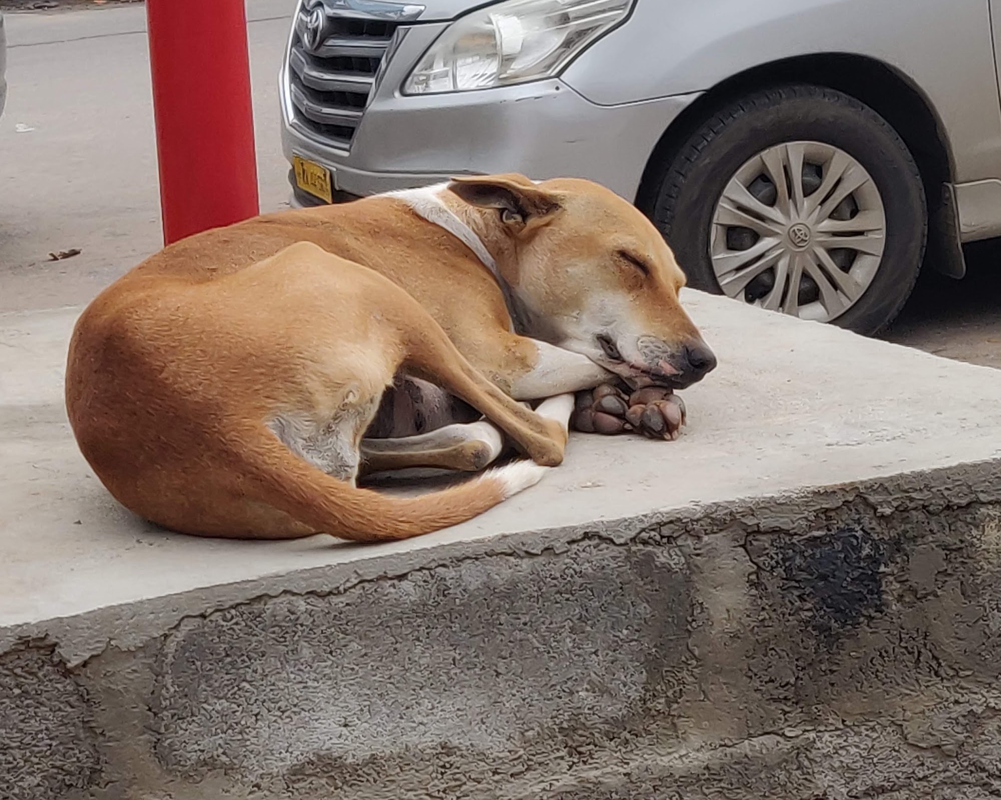 A free-living dog curled up asleep on a roadside ledge