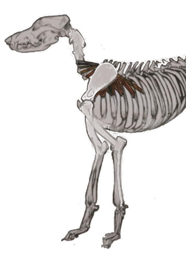 thoracic-sling.jpg